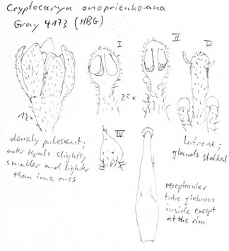 Vorschaubild Cryptocarya onoprienkoana B. Hyland